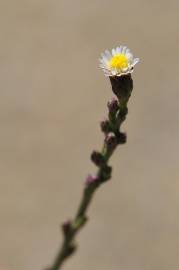 Fotografia da espécie Aster squamatus