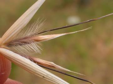 Fotografia da espécie Avena barbata subesp. lusitanica