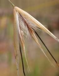 Avena barbata subesp. lusitanica