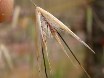 Fotografia da espécie Avena barbata subesp. lusitanica