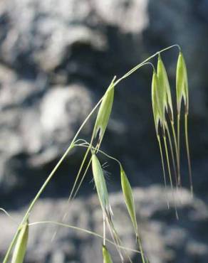 Fotografia 3 da espécie Avena sterilis subesp. sterilis no Jardim Botânico UTAD