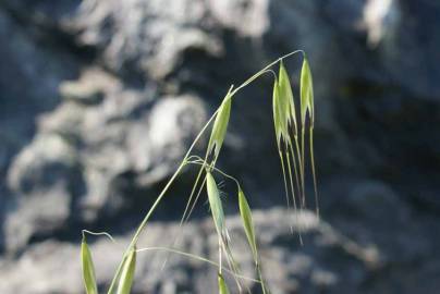 Fotografia da espécie Avena sterilis subesp. sterilis