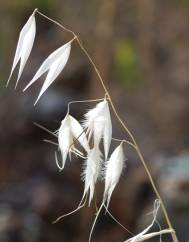 Avena sterilis subesp. sterilis