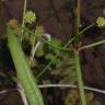 Fotografia 2 da espécie Baldellia ranunculoides subesp. ranunculoides do Jardim Botânico UTAD