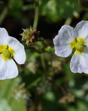 Fotografia 3 da espécie Baldellia ranunculoides subesp. ranunculoides no Jardim Botânico UTAD