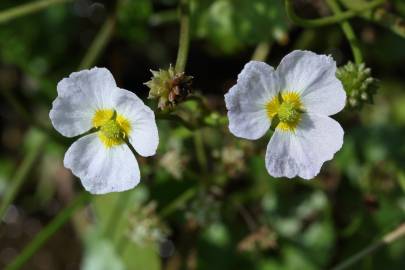Fotografia da espécie Baldellia ranunculoides subesp. ranunculoides