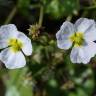 Fotografia 3 da espécie Baldellia ranunculoides subesp. ranunculoides do Jardim Botânico UTAD
