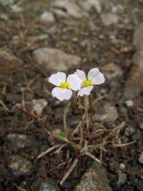 Fotografia da espécie Baldellia ranunculoides subesp. ranunculoides