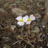 Fotografia 4 da espécie Baldellia ranunculoides subesp. ranunculoides do Jardim Botânico UTAD