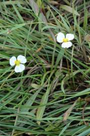 Fotografia da espécie Baldellia ranunculoides subesp. ranunculoides