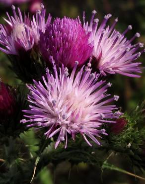 Fotografia 3 da espécie Carduus tenuiflorus no Jardim Botânico UTAD