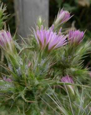 Fotografia 6 da espécie Carduus tenuiflorus no Jardim Botânico UTAD