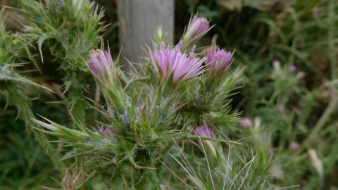 Fotografia da espécie Carduus tenuiflorus