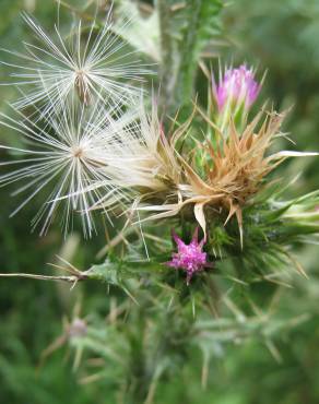 Fotografia 7 da espécie Carduus tenuiflorus no Jardim Botânico UTAD