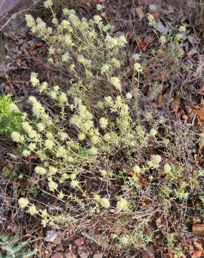 Fotografia 5 da espécie Thymus mastichina no Jardim Botânico UTAD