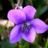 Fotografia 1 da espécie Viola riviniana do Jardim Botânico UTAD