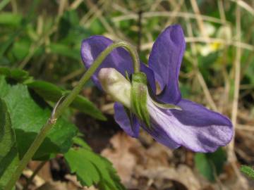Fotografia da espécie Viola riviniana