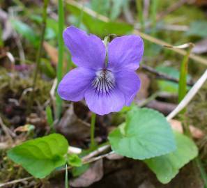 Fotografia da espécie Viola riviniana