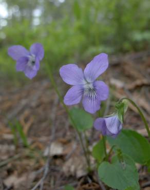 Fotografia 6 da espécie Viola riviniana no Jardim Botânico UTAD