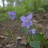 Fotografia 6 da espécie Viola riviniana do Jardim Botânico UTAD