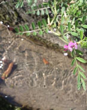 Fotografia 4 da espécie Vicia sepium no Jardim Botânico UTAD