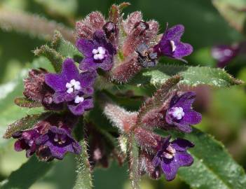 Fotografia da espécie Anchusa undulata subesp. undulata