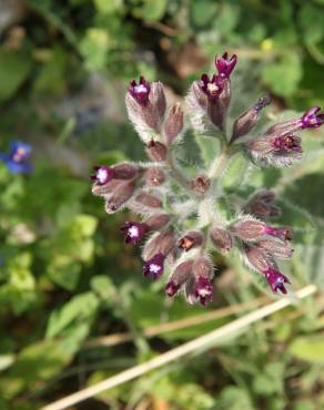 Fotografia 4 da espécie Anchusa undulata subesp. undulata no Jardim Botânico UTAD