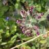 Fotografia 4 da espécie Anchusa undulata subesp. undulata do Jardim Botânico UTAD