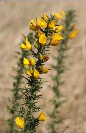 Fotografia da espécie Ulex minor