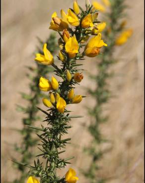 Fotografia 9 da espécie Ulex minor no Jardim Botânico UTAD