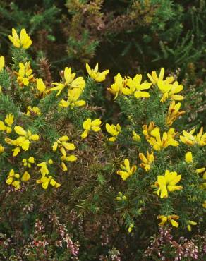 Fotografia 10 da espécie Ulex minor no Jardim Botânico UTAD