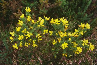 Fotografia da espécie Ulex minor