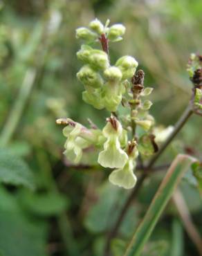 Fotografia 3 da espécie Teucrium scorodonia subesp. scorodonia no Jardim Botânico UTAD