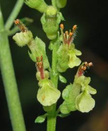 Fotografia da espécie Teucrium scorodonia subesp. scorodonia