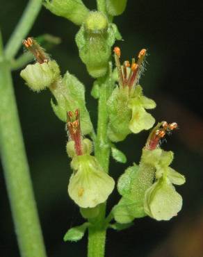 Fotografia 5 da espécie Teucrium scorodonia subesp. scorodonia no Jardim Botânico UTAD