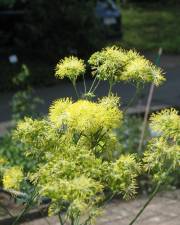 Fotografia da espécie Thalictrum speciosissimum