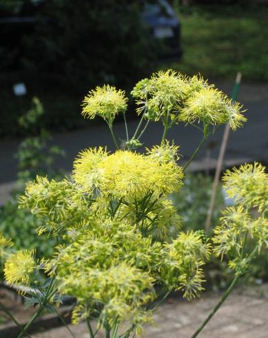 Fotografia de capa Thalictrum speciosissimum - do Jardim Botânico