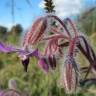 Fotografia 4 da espécie Borago officinalis do Jardim Botânico UTAD