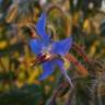 Fotografia 5 da espécie Borago officinalis do Jardim Botânico UTAD