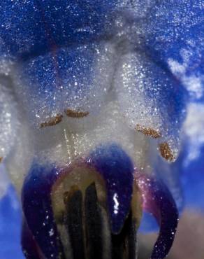 Fotografia 7 da espécie Borago officinalis no Jardim Botânico UTAD