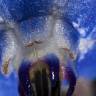 Fotografia 7 da espécie Borago officinalis do Jardim Botânico UTAD