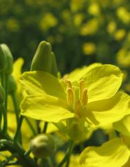 Brassica napus