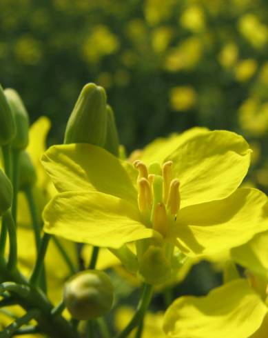 Fotografia de capa Brassica napus - do Jardim Botânico