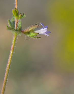 Fotografia 3 da espécie Campanula erinus no Jardim Botânico UTAD