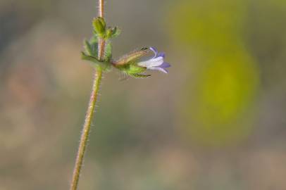 Fotografia da espécie Campanula erinus