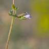 Fotografia 3 da espécie Campanula erinus do Jardim Botânico UTAD