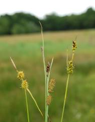 Carex demissa