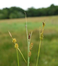 Fotografia da espécie Carex demissa