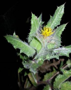 Fotografia 3 da espécie Centaurea benedicta no Jardim Botânico UTAD