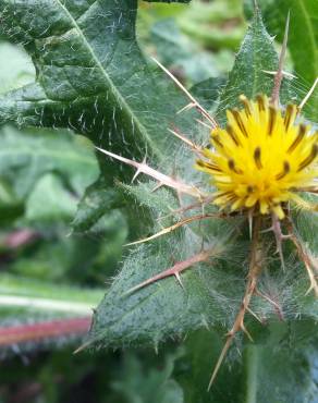 Fotografia 4 da espécie Centaurea benedicta no Jardim Botânico UTAD